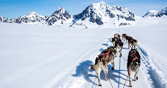 Sled Dogs and Support